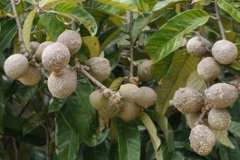Série Frutas da Amazônia: Conheça um pouco das frutas exóticas da Floresta