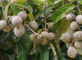 Série Frutas da Amazônia: Conheça um pouco das frutas exóticas da Floresta