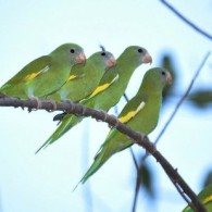 Série pássaros de Manaus: conheça mais da fauna que convive com a cidade