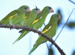 Série pássaros de Manaus: conheça mais da fauna que convive com a cidade