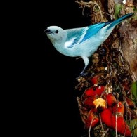 Série pássaros de Manaus: você pode encontrá-los na cidade