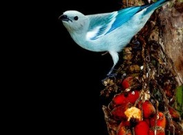 Série pássaros de Manaus: você pode encontrá-los na cidade