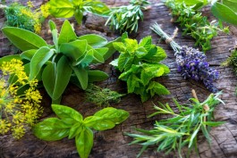 Série plantas medicinais: descubra seus benefícios