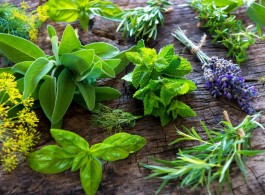 Série plantas medicinais: descubra seus benefícios