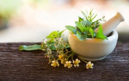 Série plantas medicinais: elas estão em sua casa