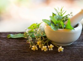 Série plantas medicinais: elas estão em sua casa