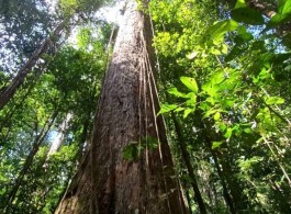 Desvendando os mistérios das árvores gigantes da Amazônia
