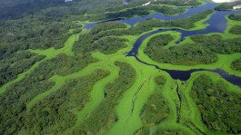 Um dos maiores arquipélagos fluviais do mundo fica no Amazonas, você sabia?