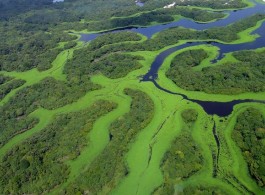 Um dos maiores arquipélagos fluviais do mundo fica no Amazonas, você sabia?