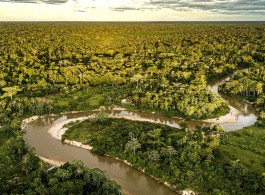Amazônia: O Gigantesco "Ar-Condicionado" do Planeta