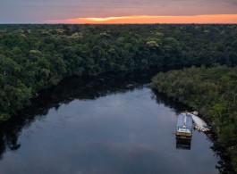 Why Is the Amazon Rainforest Known as the Lungs of the Earth?