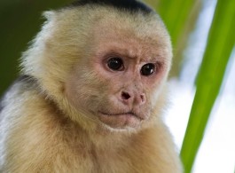 Capuchin Monkey: One of the Smartest Monkeys in the World