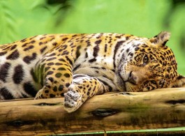 Diferença das onças-pintadas do Pantanal e da Amazônia