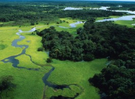 The Wonderful Diversity of the Amazon: Three Forests in One