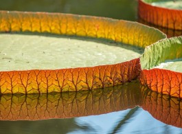 Conheça a Vitória-Régia, a planta símbolo da Amazônia